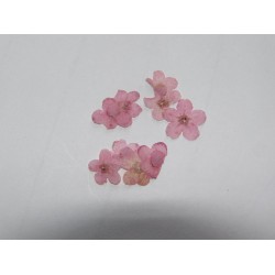 Flori uscate roz Ornamente